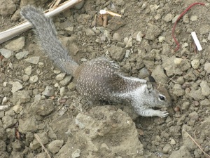 8-California Ground Squirrel