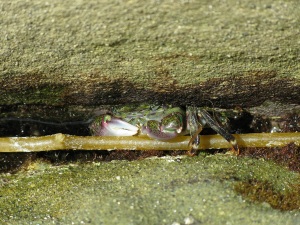 22-Shore Crab