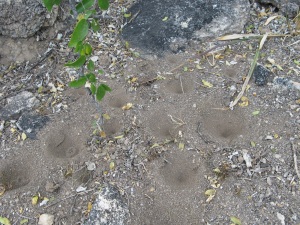 4-Ant Lion Holes
