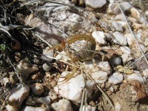 6-Arizona Stripetail Scorpion